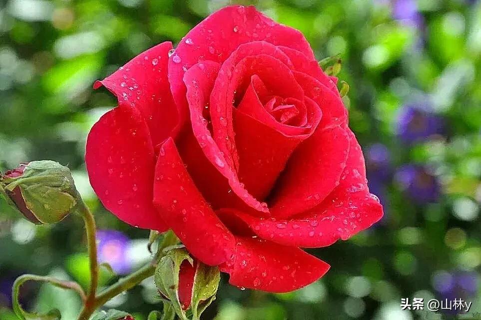 分享玫瑰花的图片,最美的玫瑰花送给最漂亮的你图片