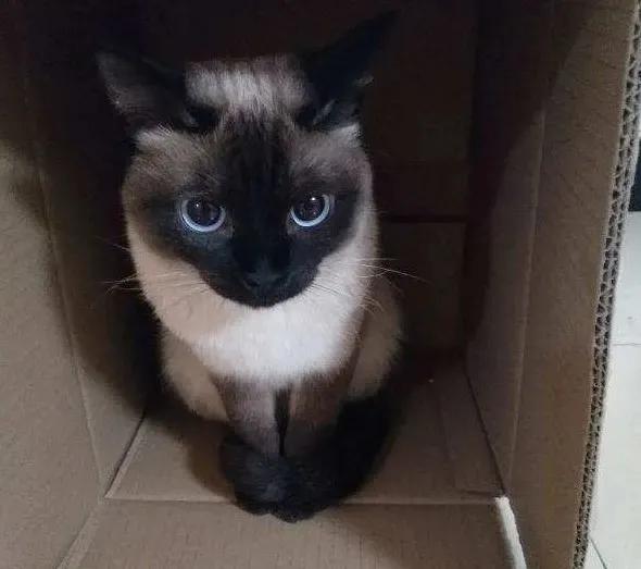 暹字怎么读,暹罗猫介绍拼音