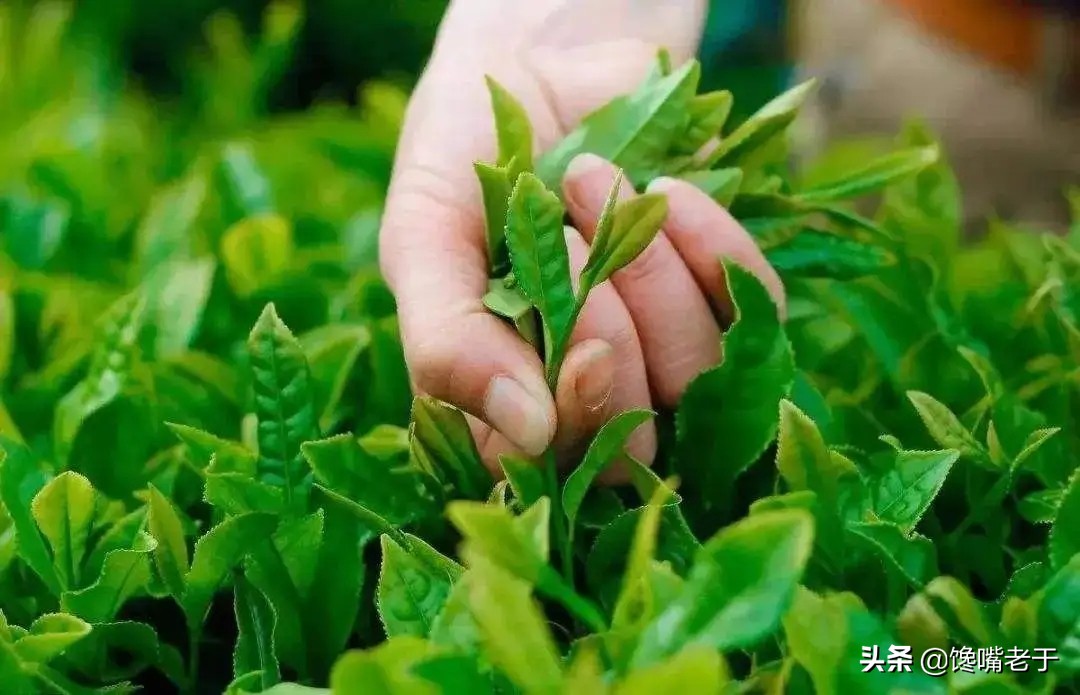 抹茶是用什么植物做,抹茶是什么做的香精