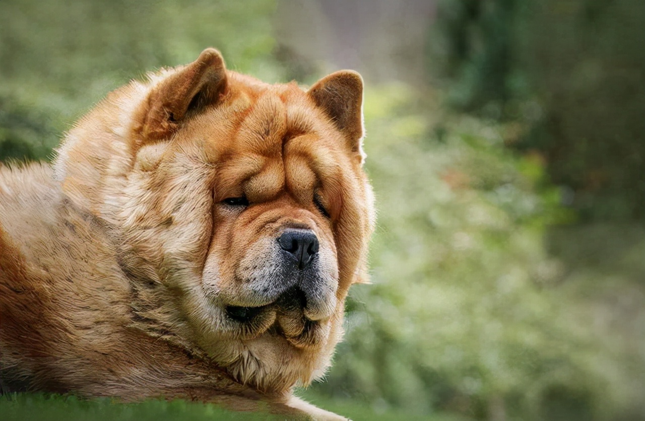 松狮犬怎么训练亲人,怎样养好松狮犬