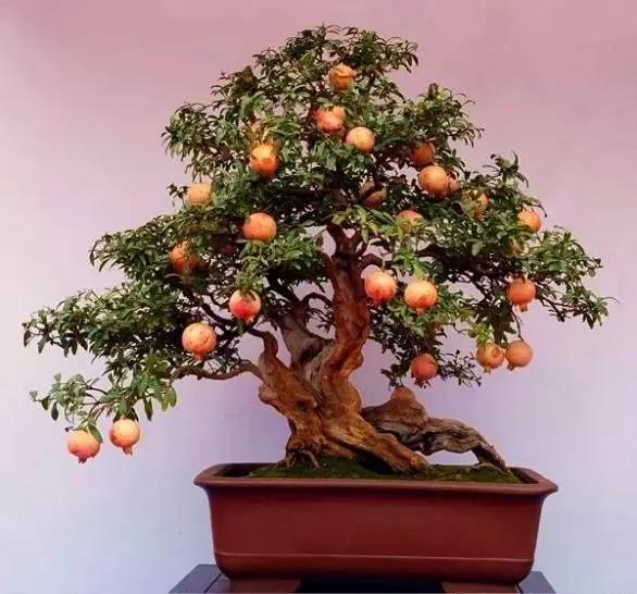 笑口常开好运自然来,笑口常开好运自然来下一句