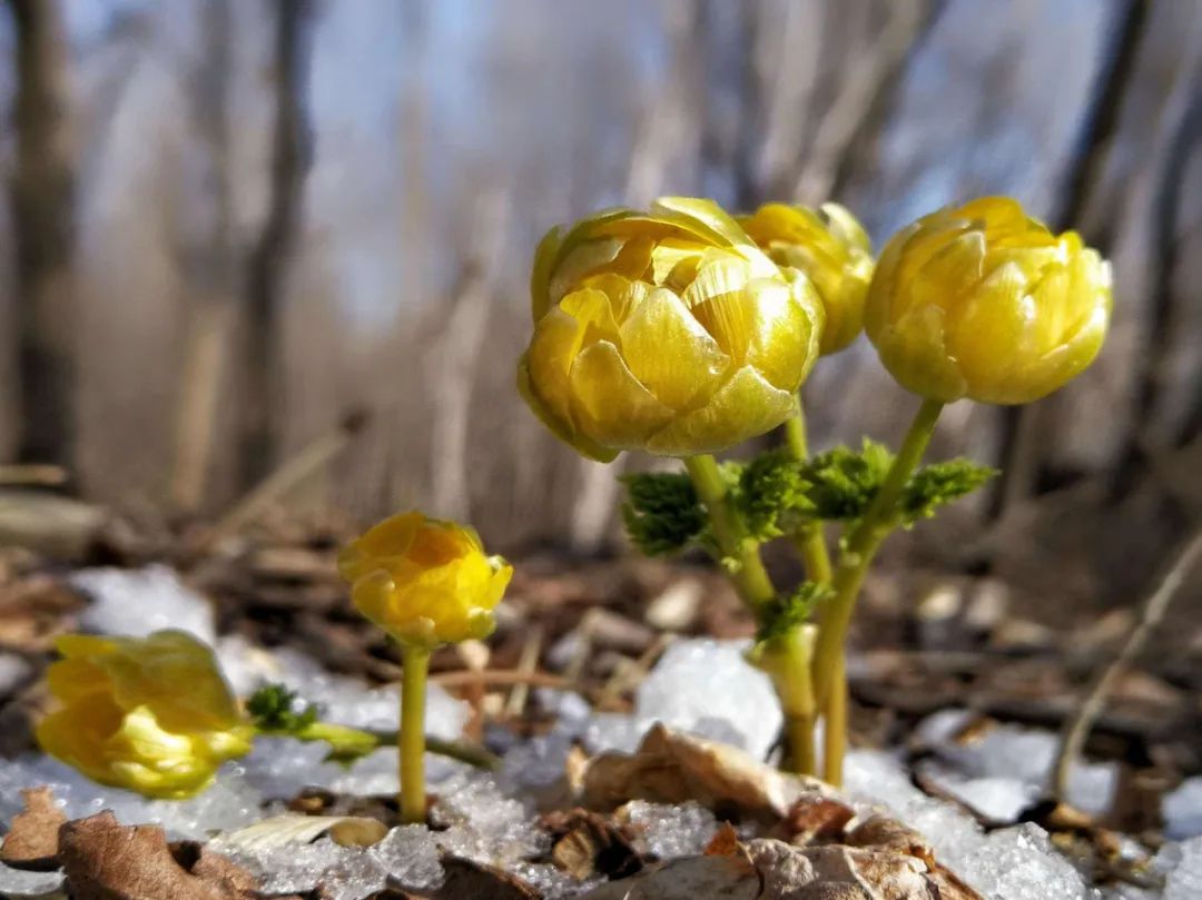 万物有灵|赶赴早春的约会——冰凌花