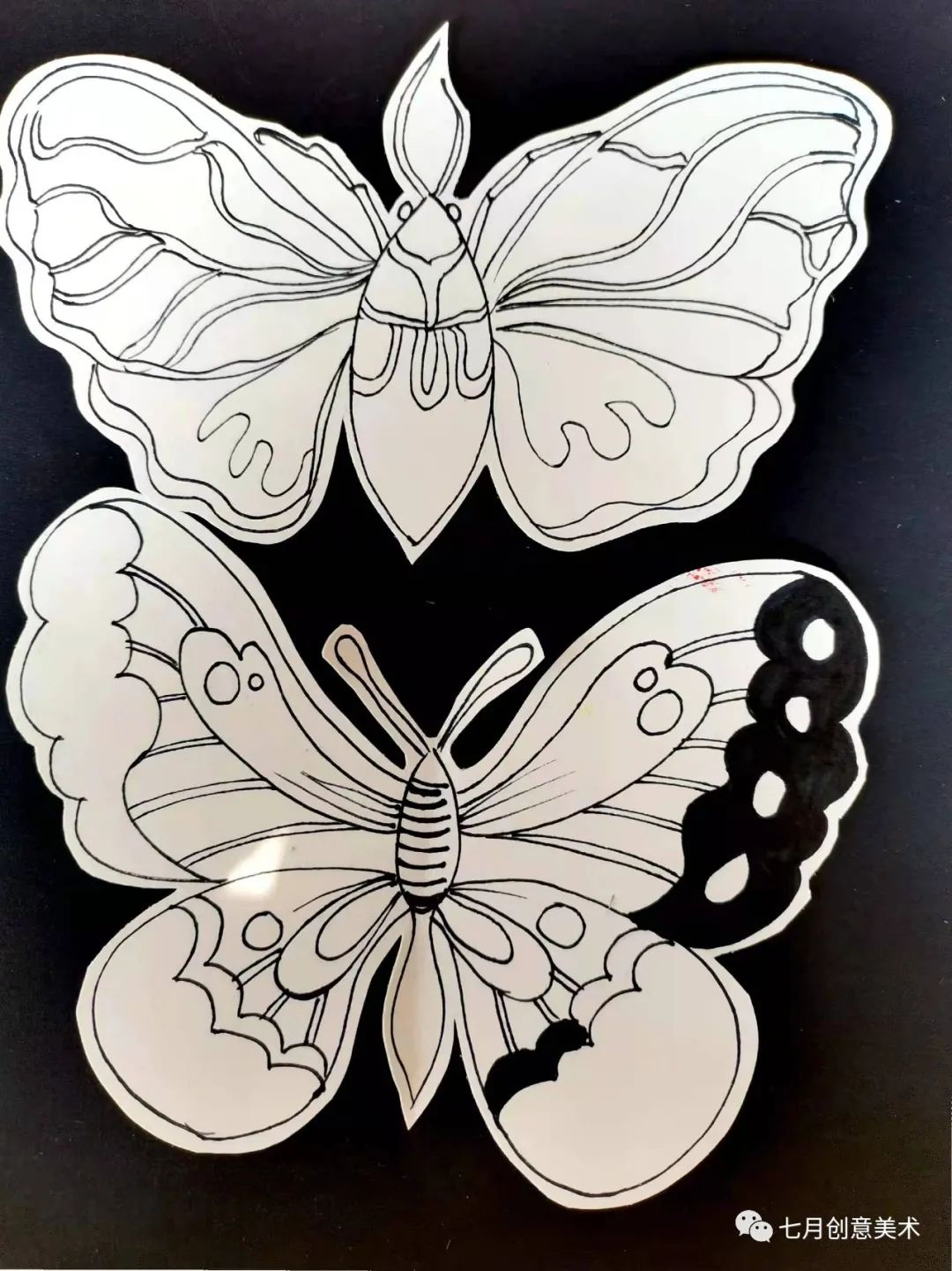 蝴蝶标本图片大全,塑封蝴蝶标本方法