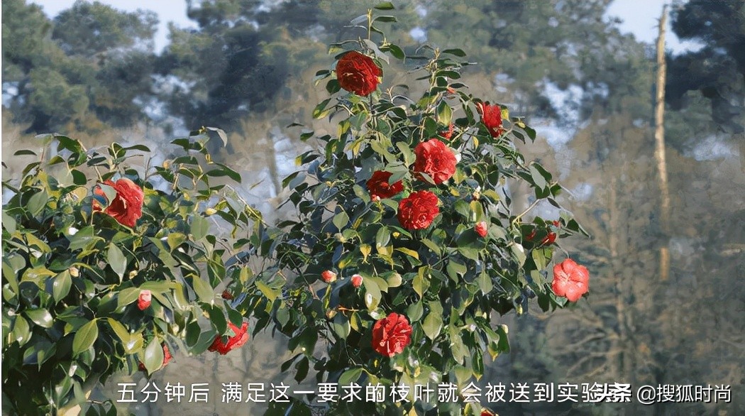 林清轩跟香奈儿打官司,林清轩山茶花的优势