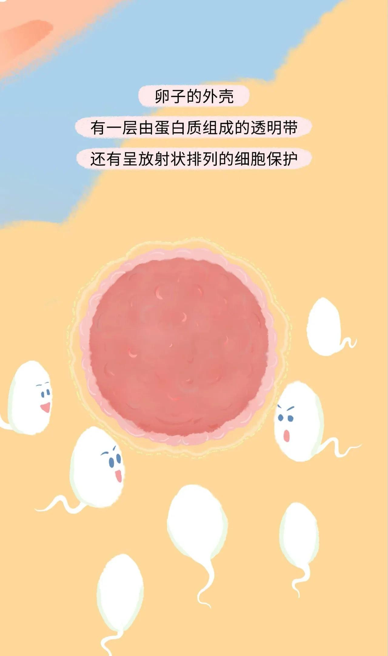 精子进入女生体内的全过程曝光！太励志了吧！