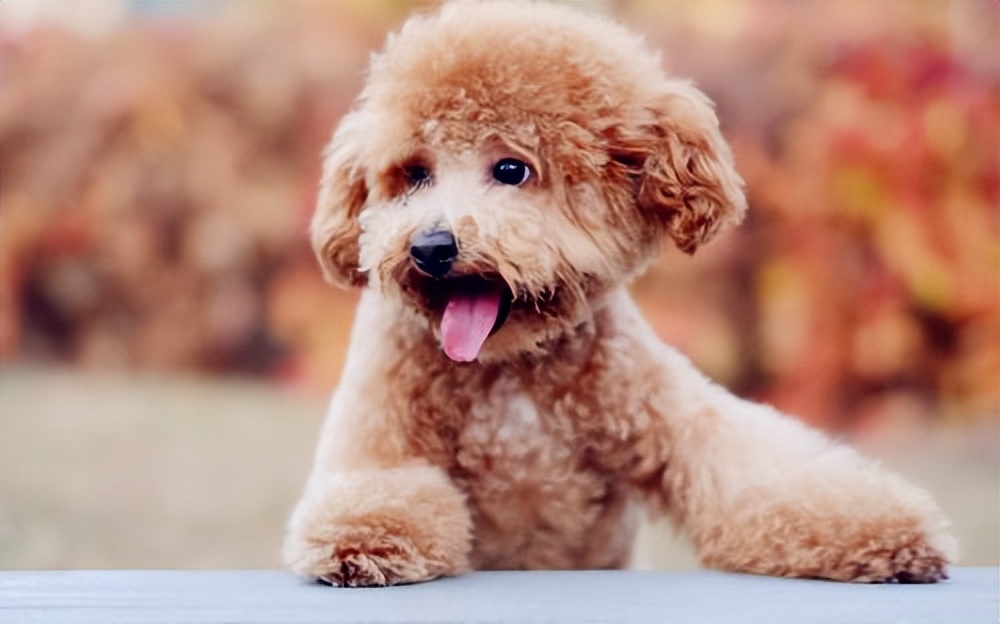 泰迪得了狂犬病的现象有哪些表现,泰迪幼犬会有狂犬病吗