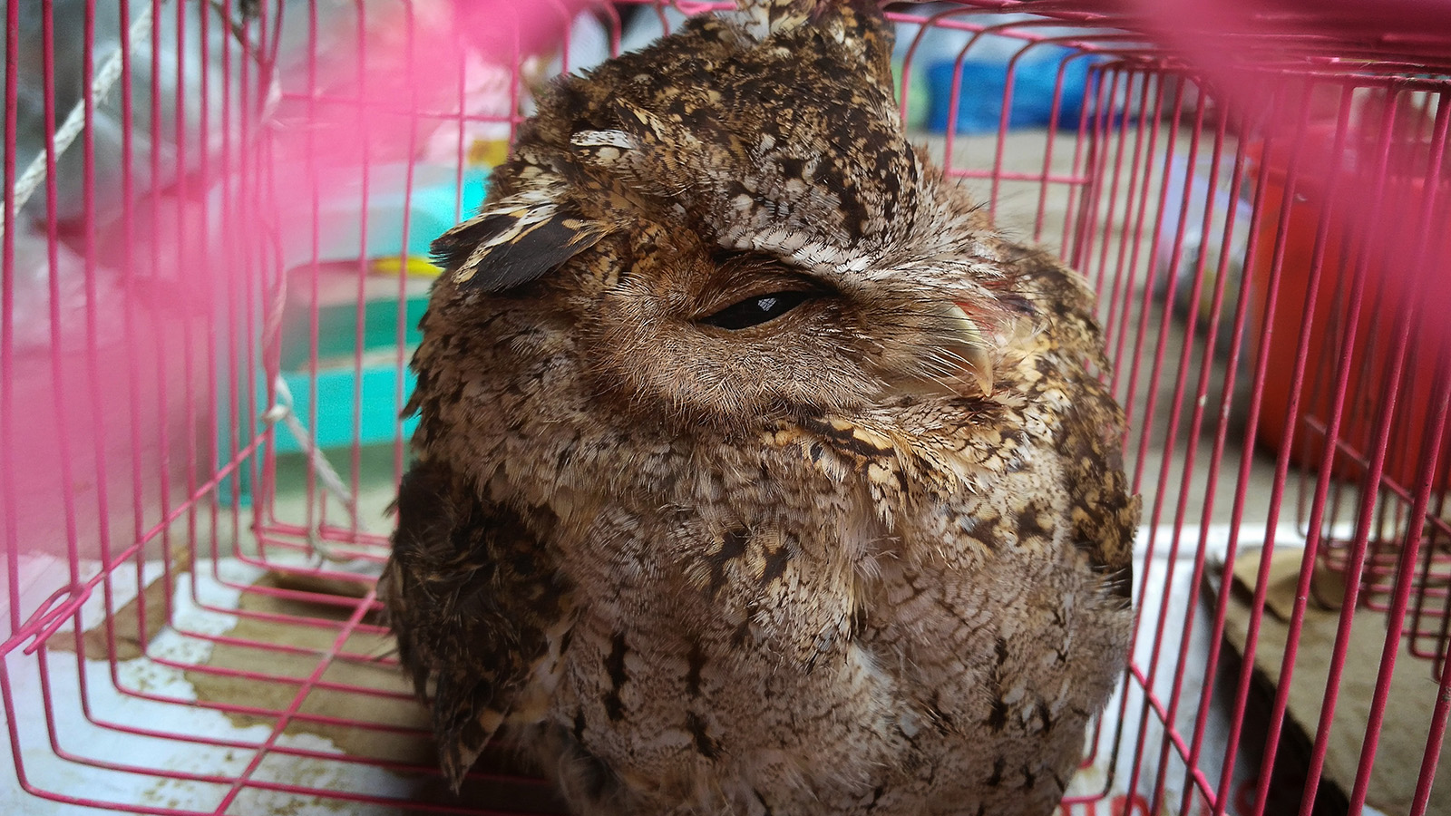 初哥视频,初哥徒步走西藏