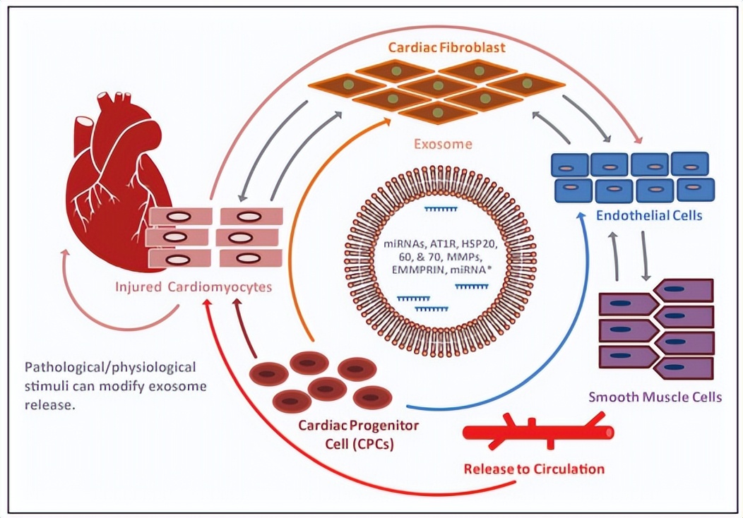诱导多能干细胞发展历程,诱导多能干细胞的功能及优点