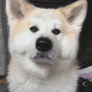 为什么养柴犬的人很少啊,为什么养秋田