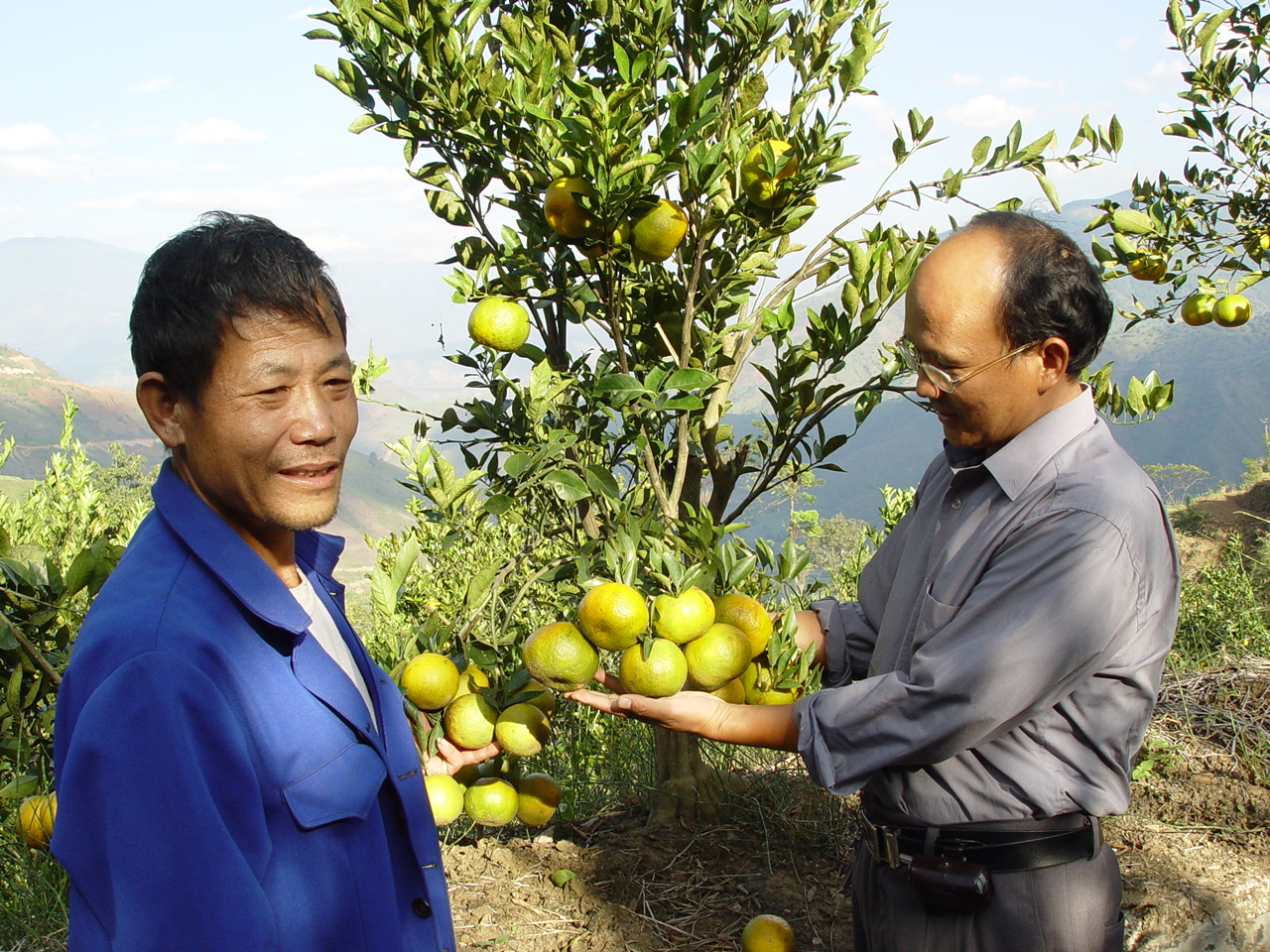 一个普普通通的红河哈尼族农民：从“打工仔”到“橘老板”