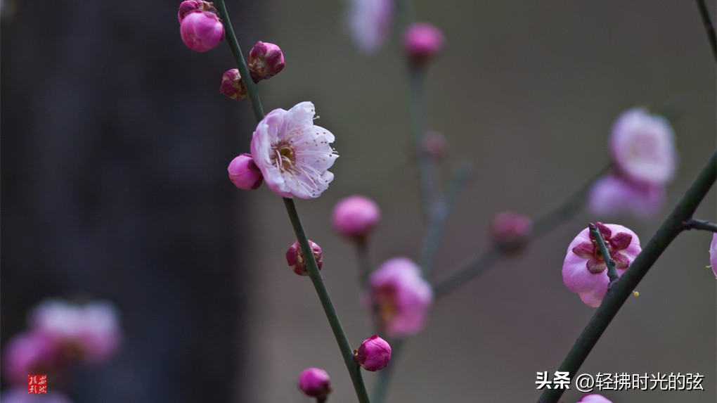 中国著名诗词大全集,诗词十大最美巅峰之作