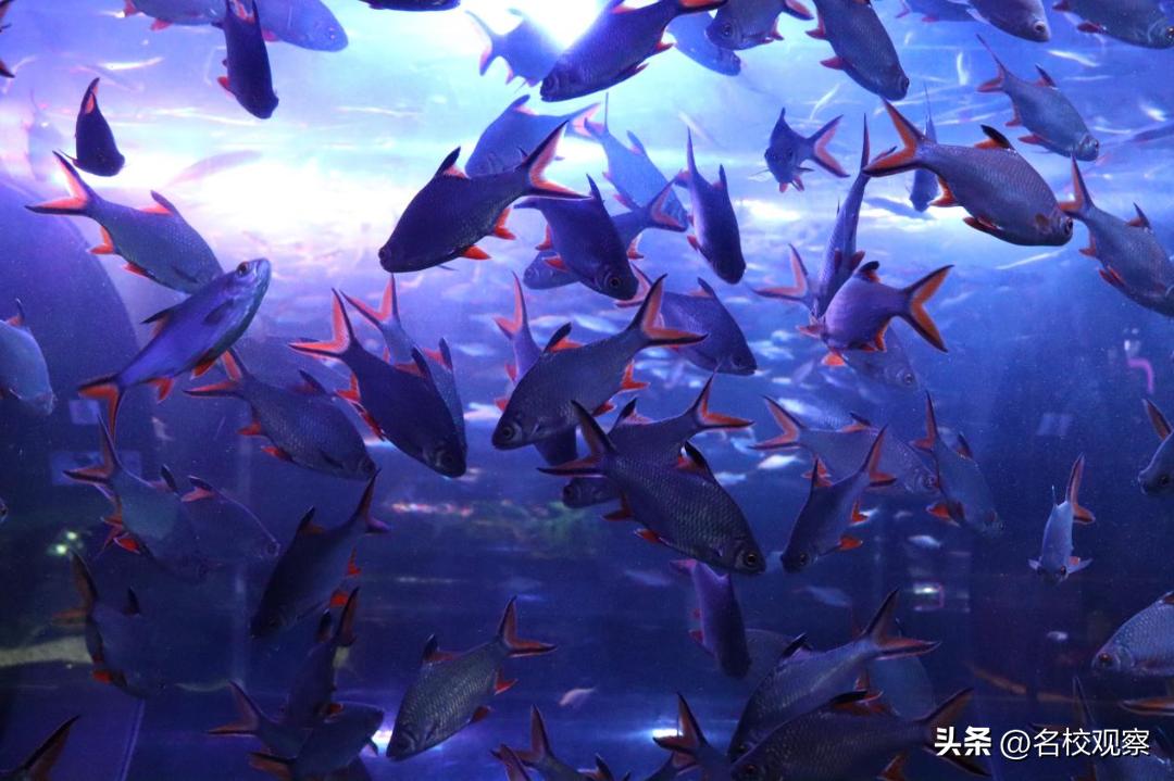 蔚蓝做苍穹，鱼儿变繁星！新川学子，走进浩海立方，探秘无限海洋