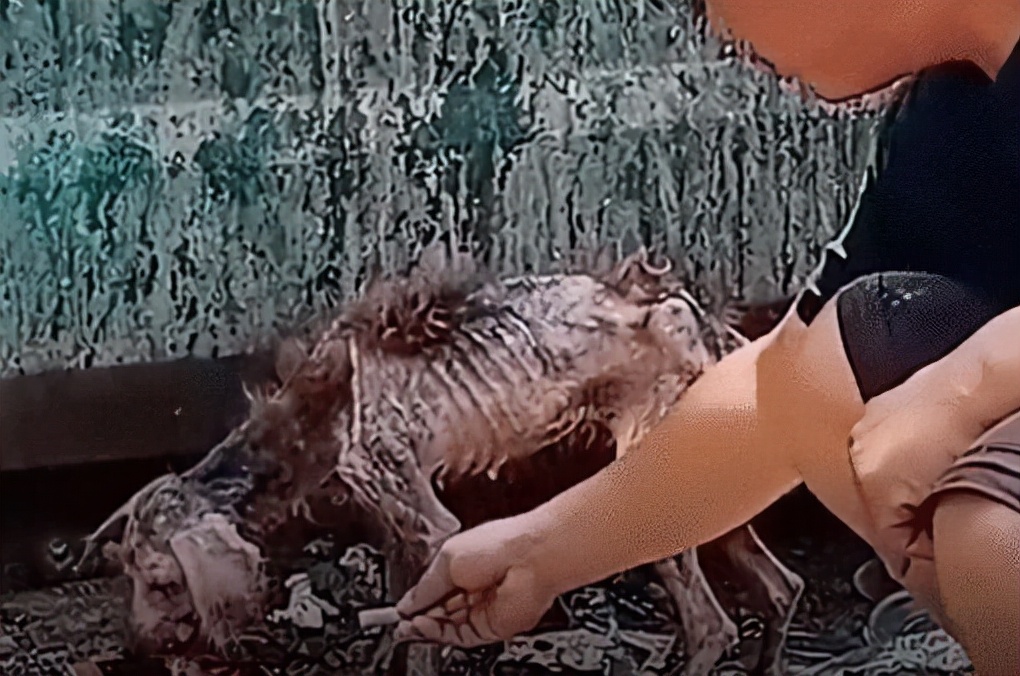 为什么说宠物狗流浪，等于慢性自杀？看看这只泰迪犬你就知道了