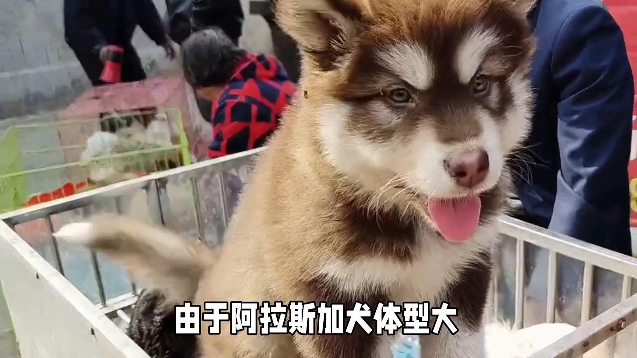 博美和阿拉斯加犬哪个好养,阿拉斯加犬和德牧哪个好养