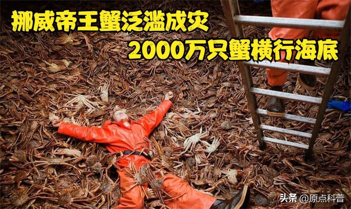 世界十大顶级海鲜排名,世界上十大最贵的十种海鲜