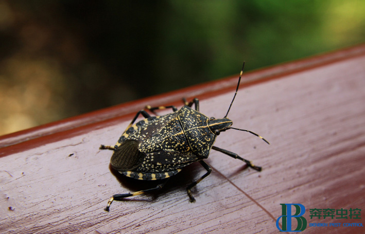 消灭臭虫的最强方法,消灭臭虫有效方法