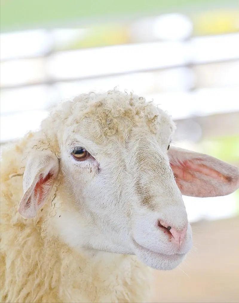 索科罗岛美利奴羊羔的形态描述和体重预测