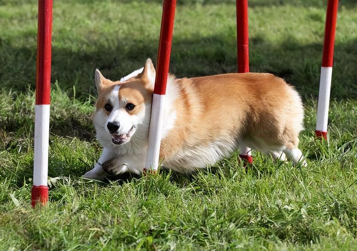狗狗挑食怎么纠正,狗狗挑食怎么办教你四招轻松解决