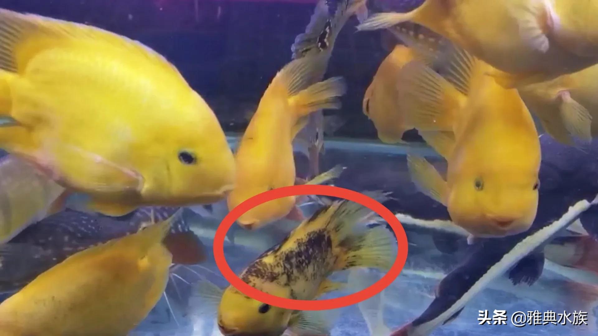 红鹦鹉鱼养太密了会死吗,红鹦鹉鱼为何爆眼