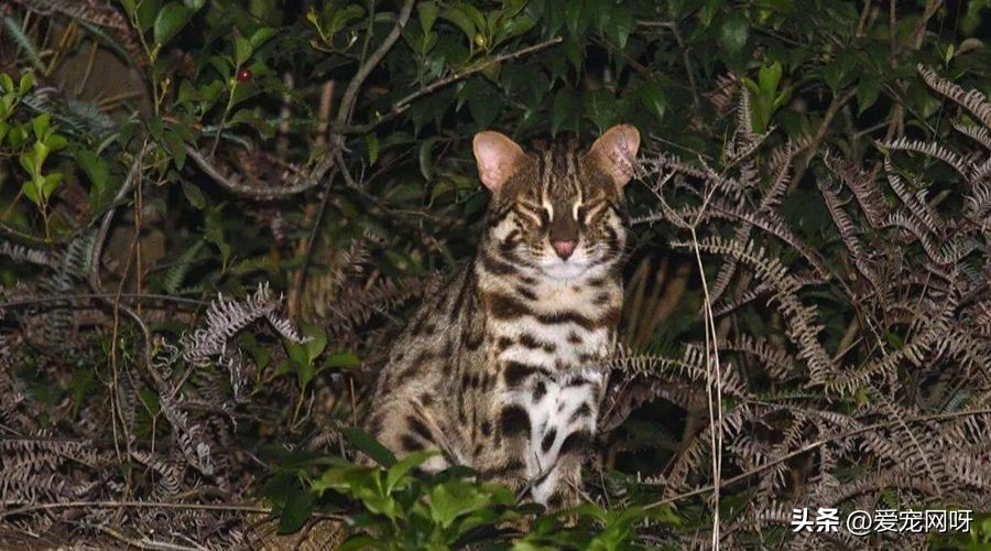 猫咪品种大全及图片,猫咪品种大全视频