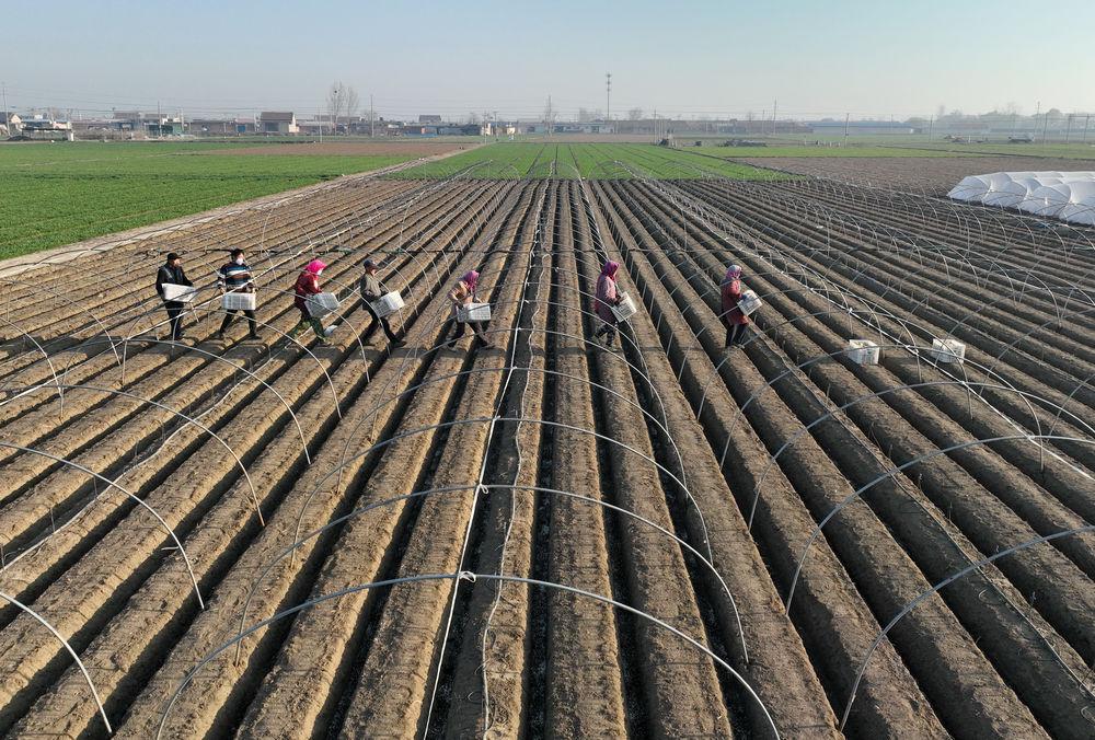 唐山生姜现状,冀东生姜之乡简介