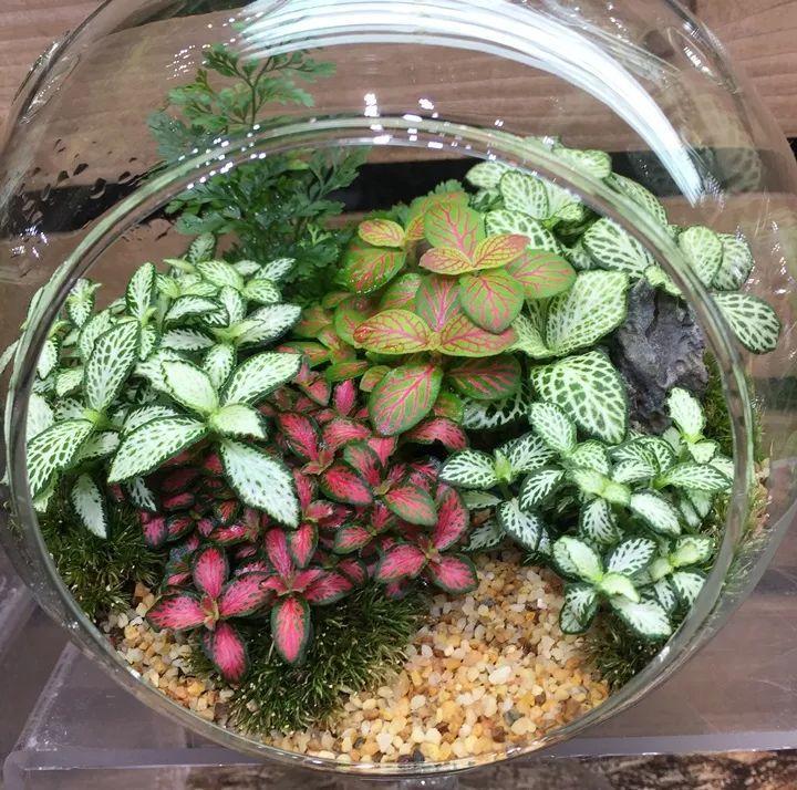 适合室内养的耐阴花和植物,什么花耐阴最好养不怕晒