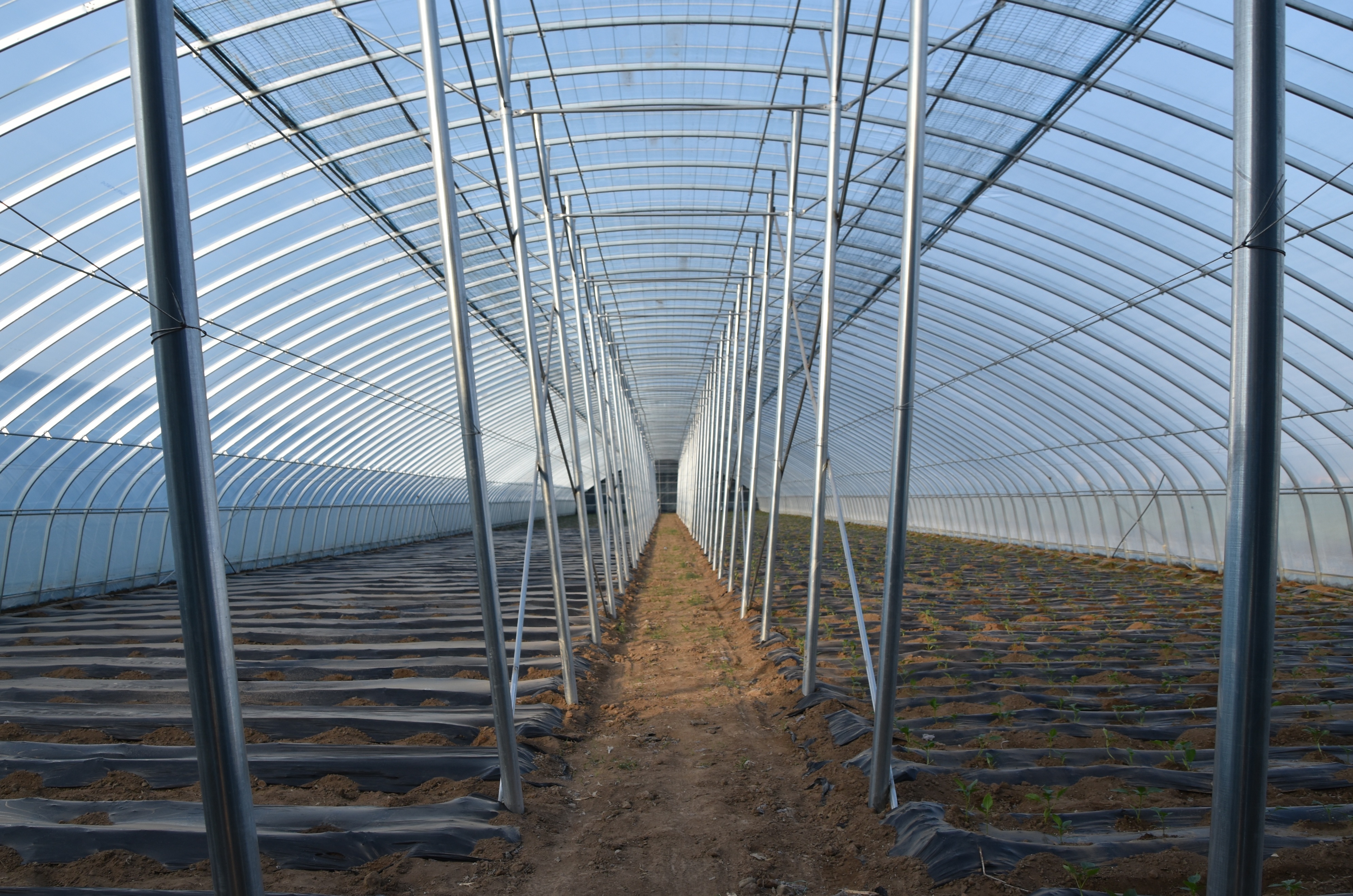 蔬菜大棚让老百姓的日子更红火,蔬菜大棚让农民致富