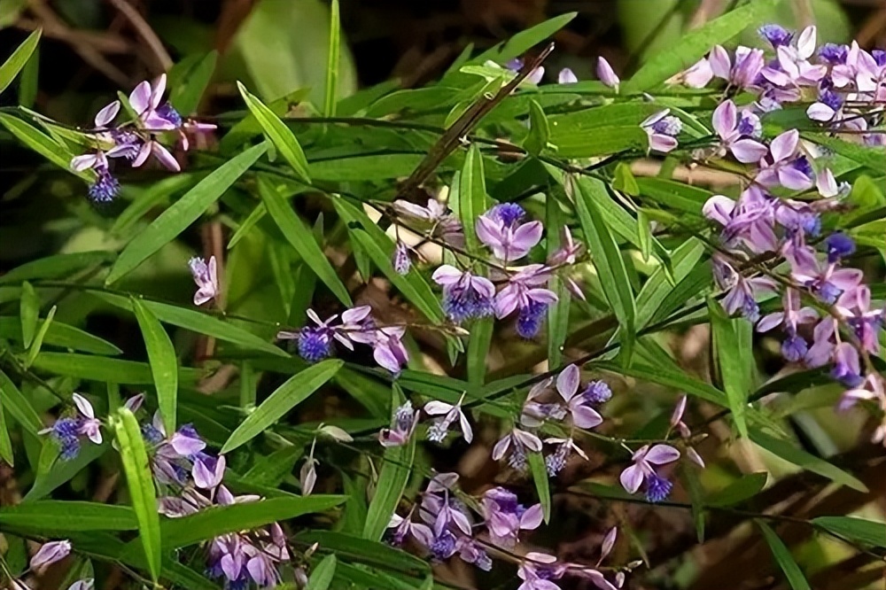 神经衰弱失眠多梦健忘吃什么中药,失眠多梦折磨人三味中药泡水喝