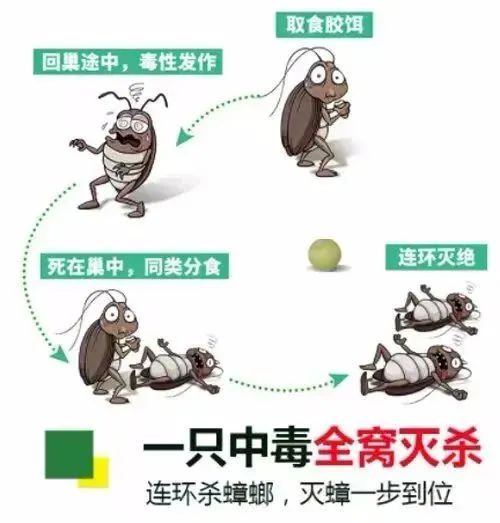 有蟑螂怎么办灭蟑螂最有效的方法,灭蟑螂的最好方法彻底消灭蟑螂