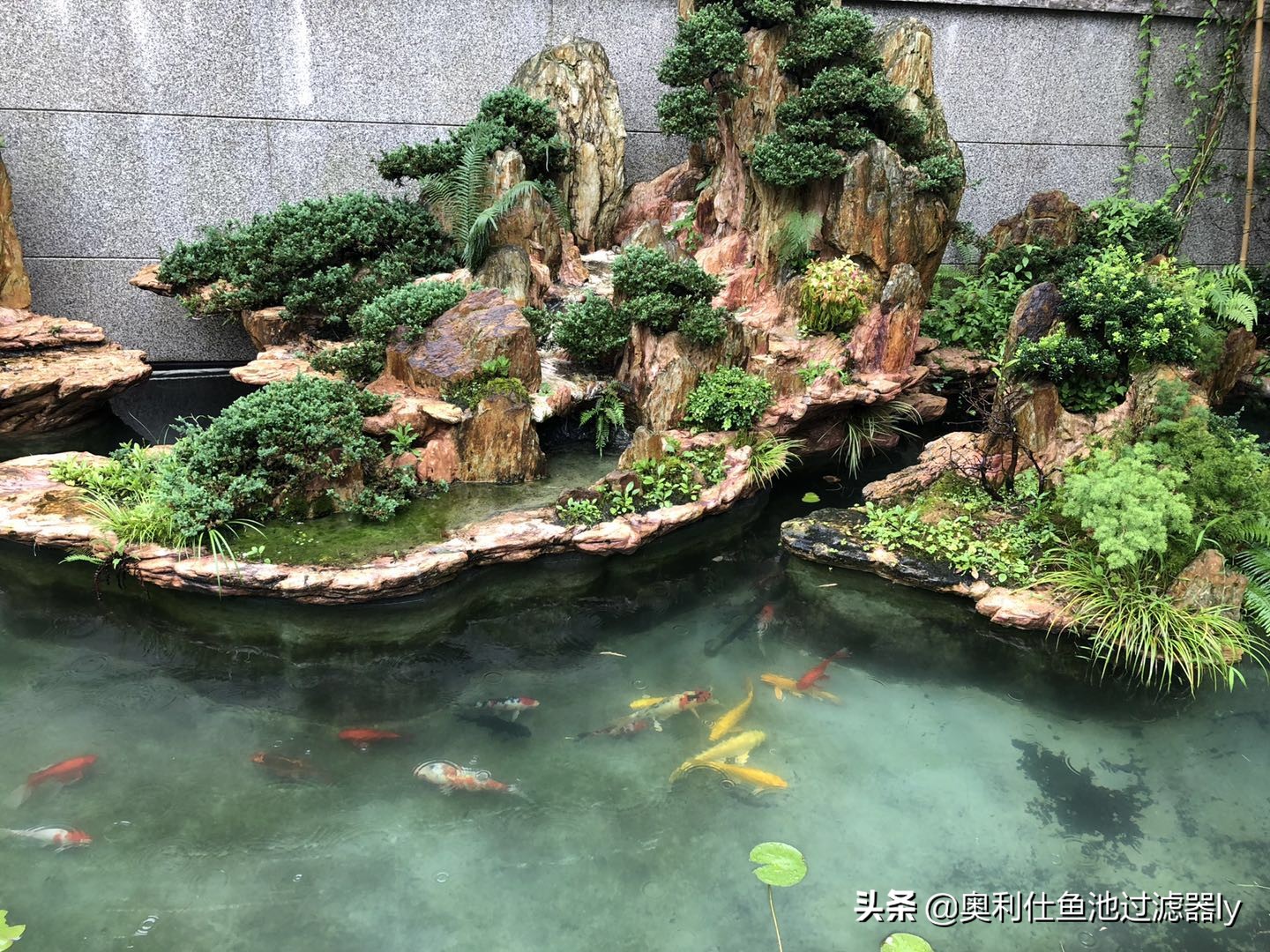 锦鲤的饲养方法和技术视频大全集,春季锦鲤鱼的养护理念和要点