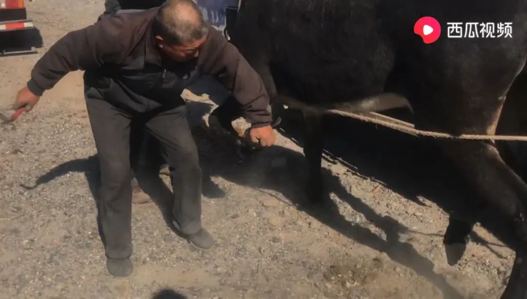 解压视频赶海挖东西,赶海的解压视频