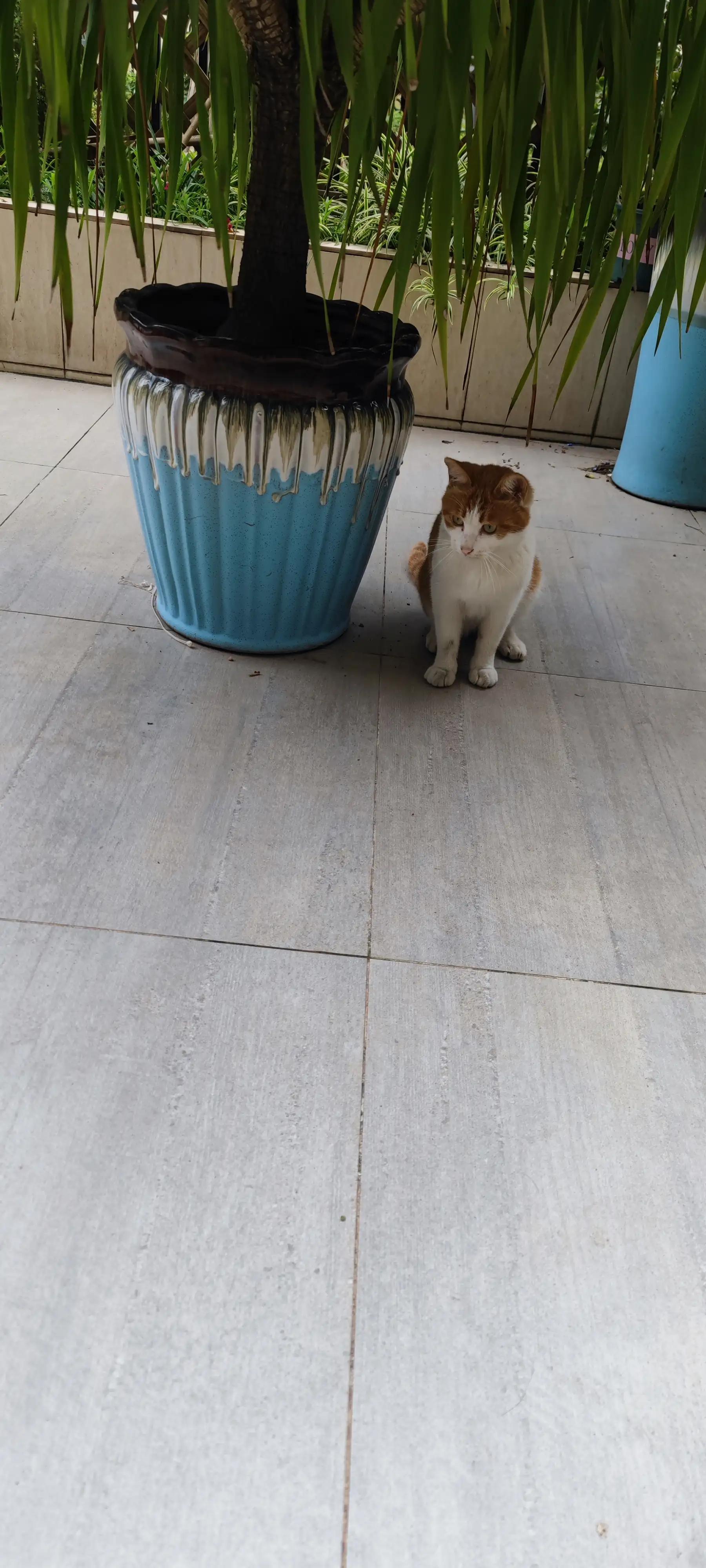 流浪猫受伤怎么能抓到,救助流浪猫要掌握正确方法