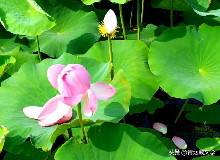 十首绝美的咏荷的词,咏荷七律诗句