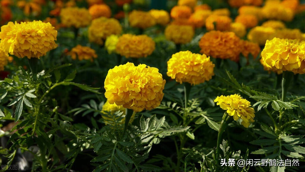 被称为眼黄金的叶黄素到底是什么,叶黄素为什么是眼黄金