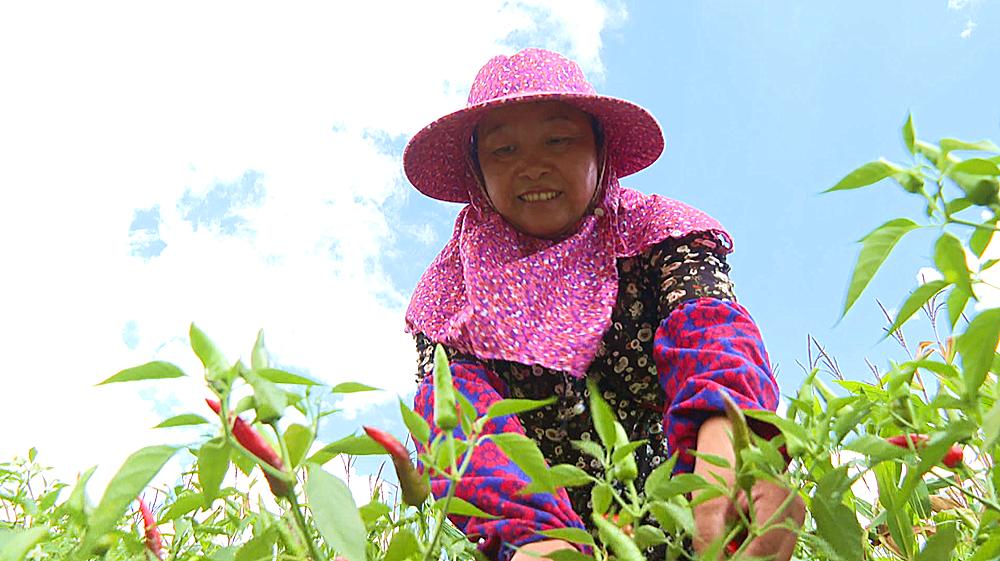 辣椒致富快车道图片,朝天椒映红致富路