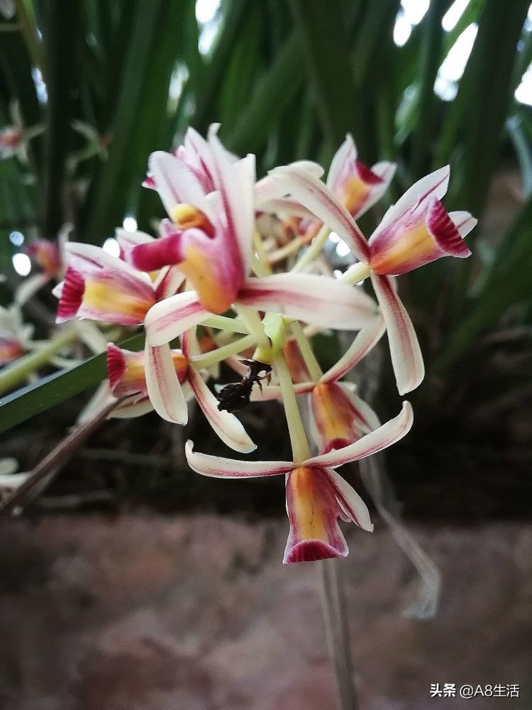 带你认识中华兰花纹瓣兰,顶级纹瓣兰图片