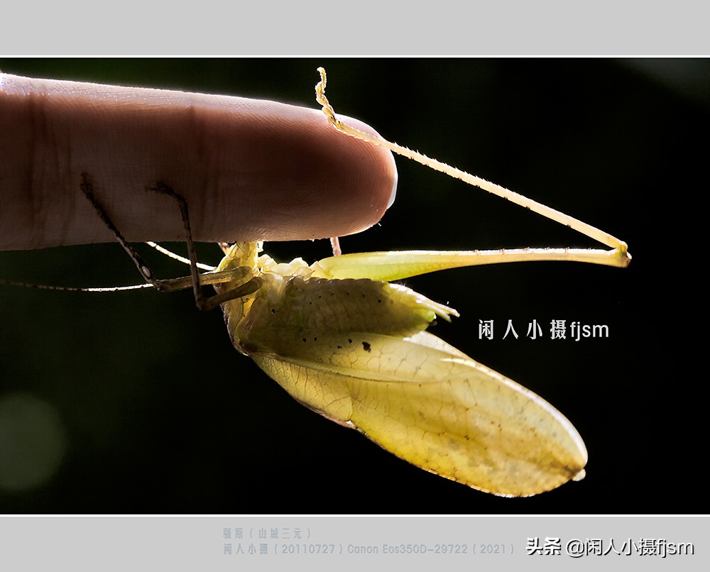 近距离拍摄昆虫小动物,常见昆虫微距摄影活动