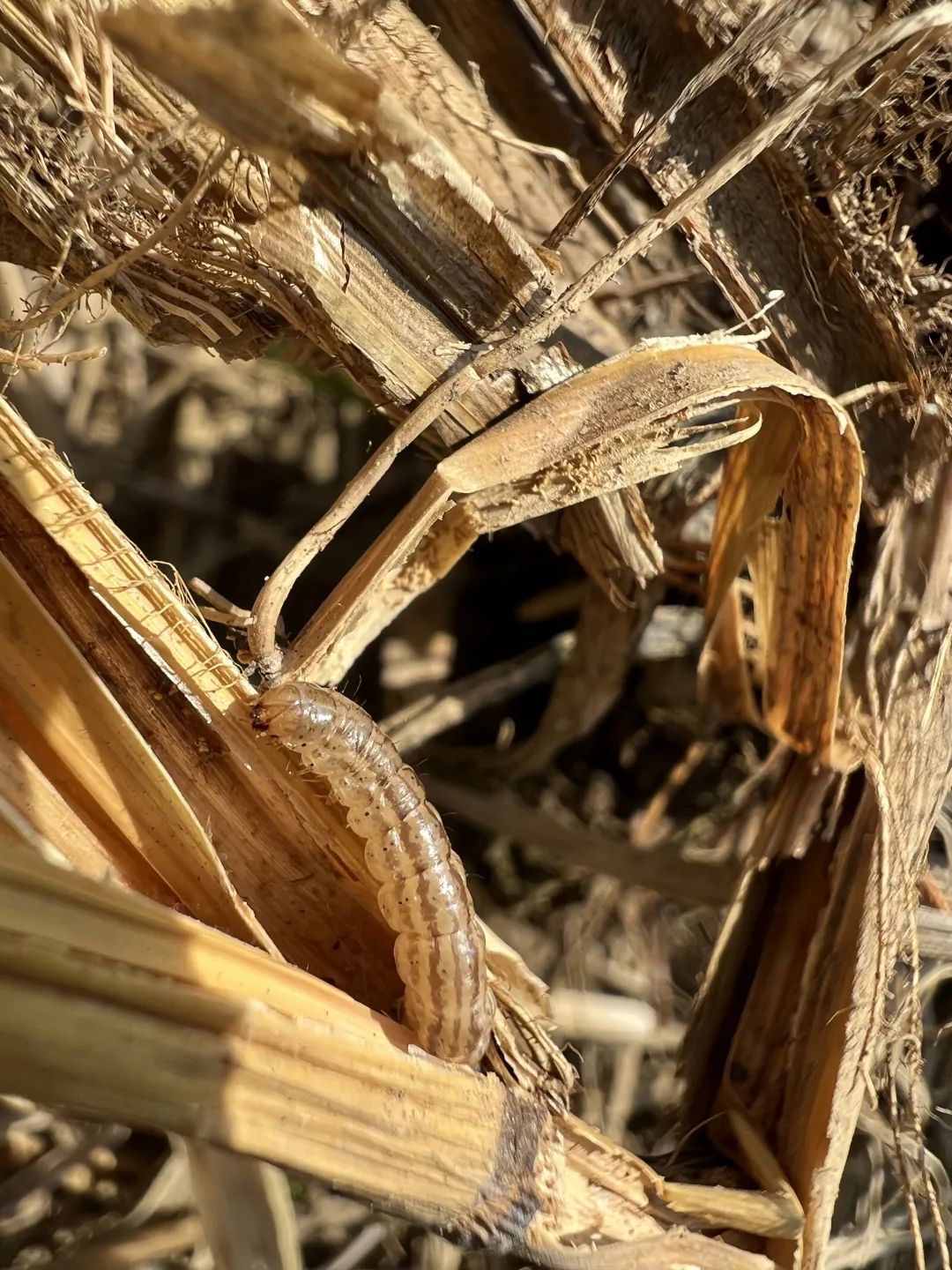 水稻二化螟的最佳防治时期,水稻二化虫害防治方法