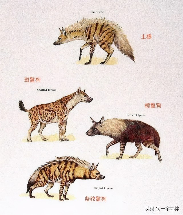 非洲鬣狗24小时内连害两人。人类在野外遇到鬣狗该怎么办？