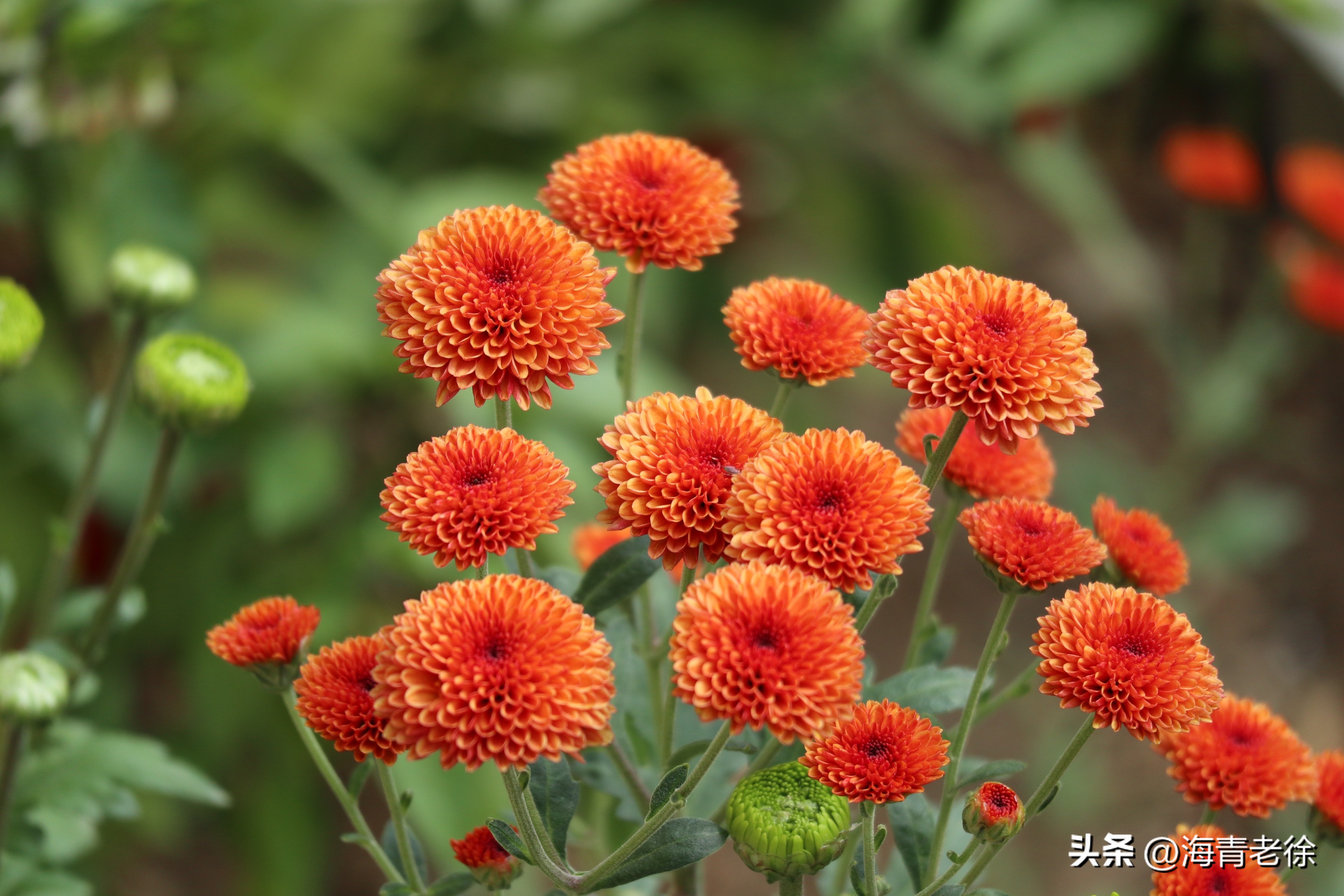 描写菊花凌霜绽妍的诗句,中国十大名花梅花图