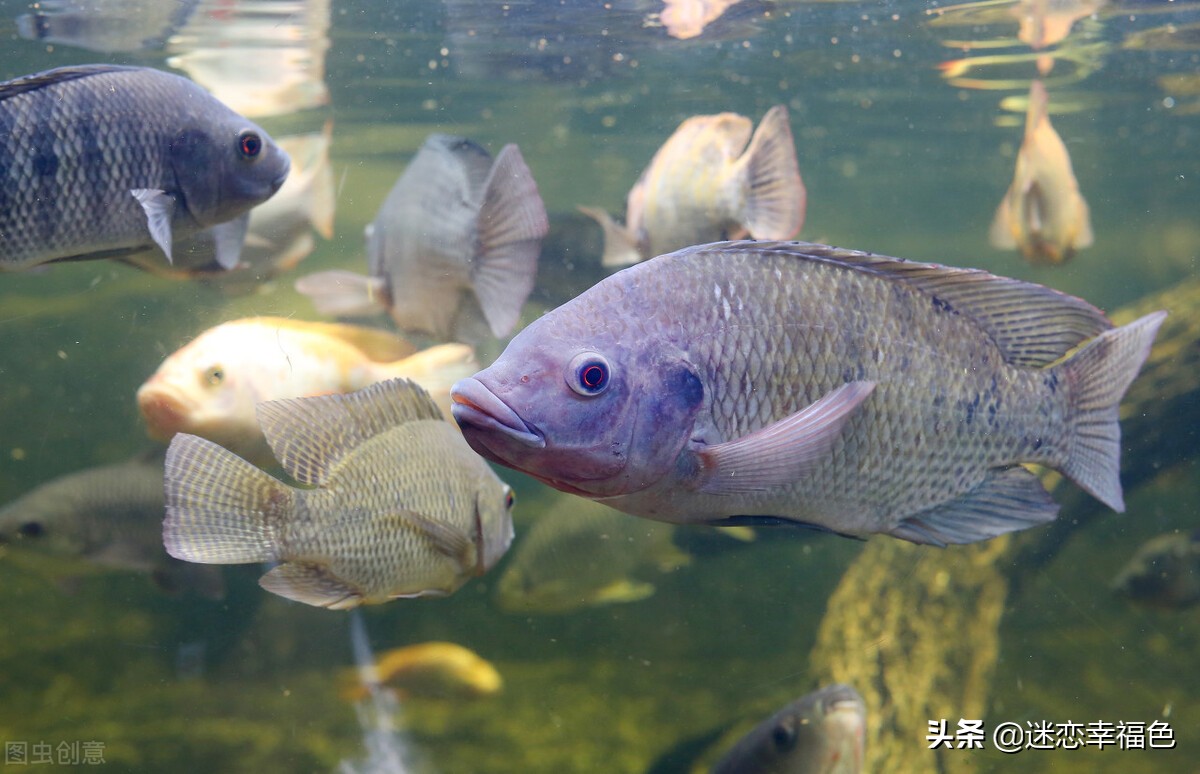 罗非鱼外国人为什么不吃,罗非鱼是中国本土物种吗