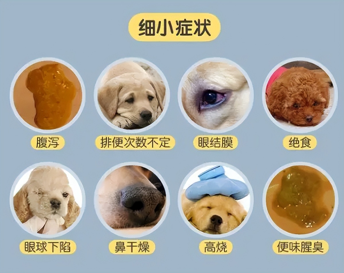 宠e生小课堂：我养的狗狗得了犬细小病毒，如何居家治疗