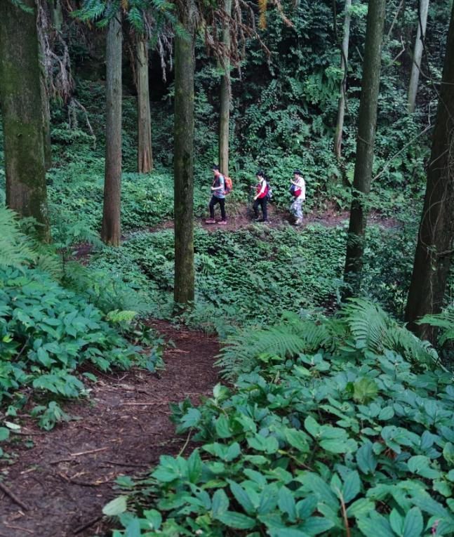 成都徒步原始森林好去处推荐,成都周边徒步森林公园推荐