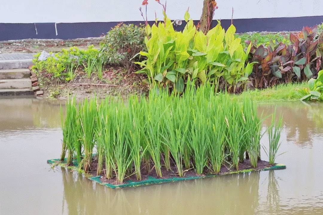 种稻养鱼高产技术,水上种稻水下能养鱼吗