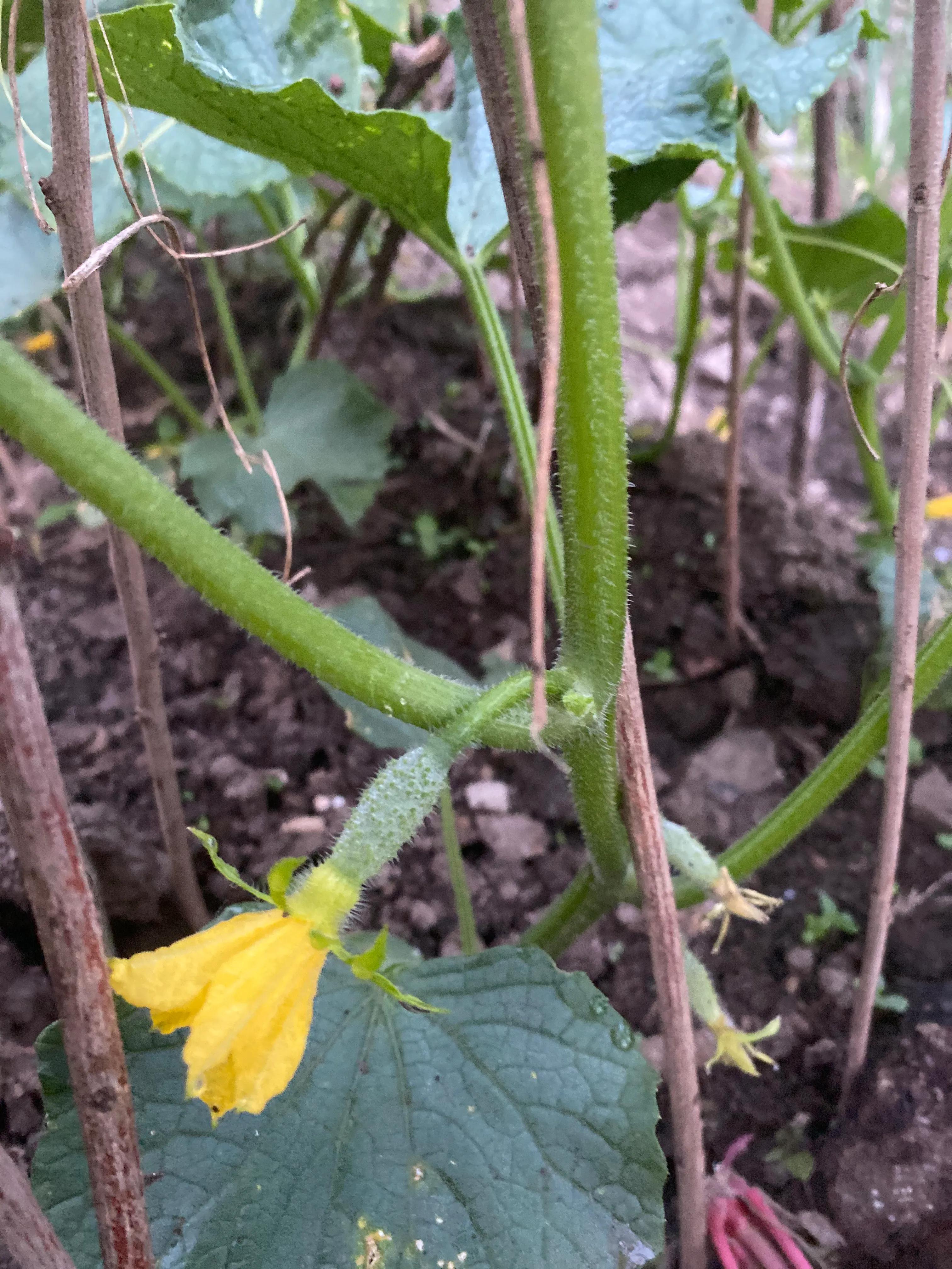 大东北傍晚田园赞