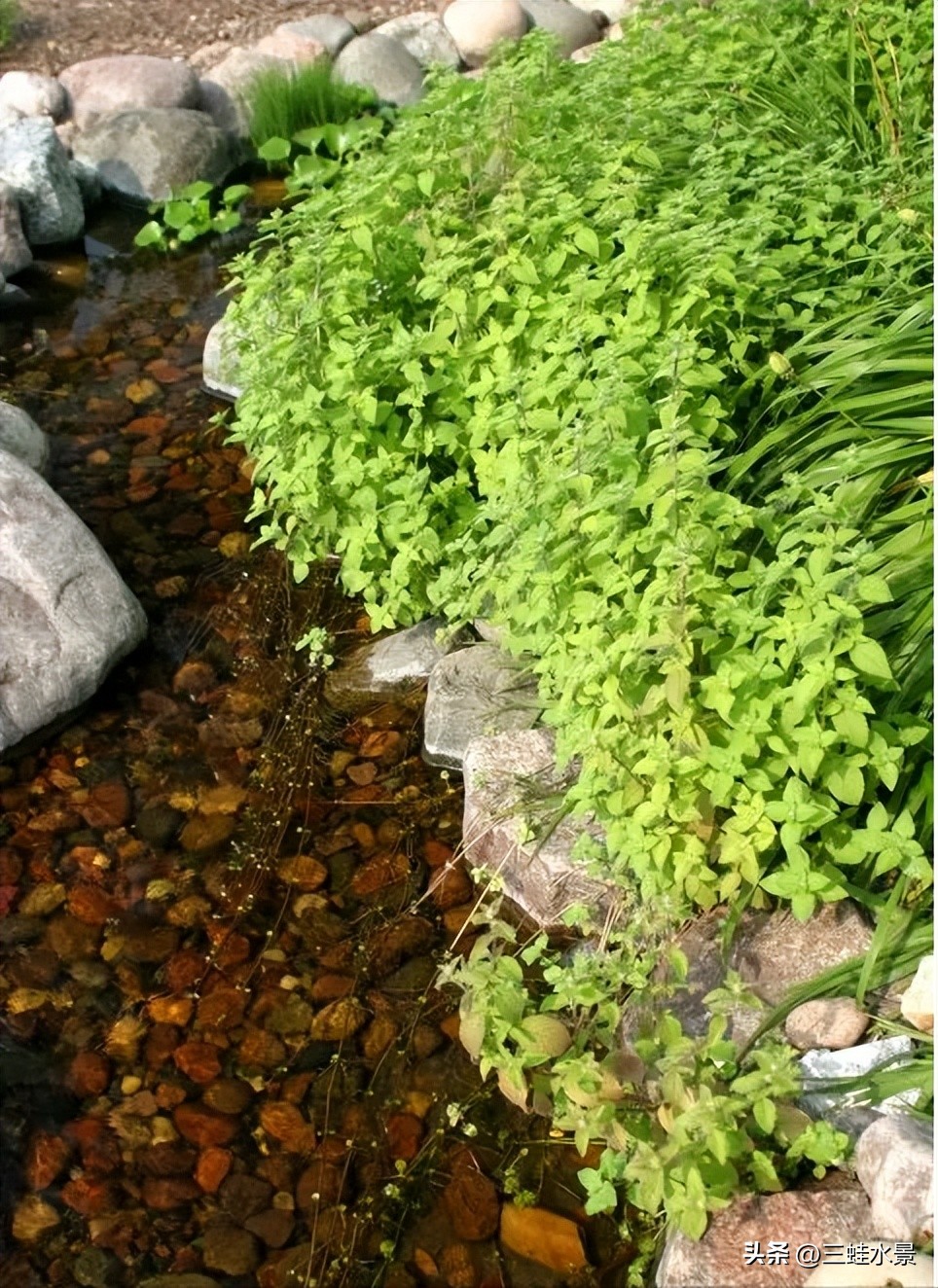 池塘里适合种什么植物,鱼塘适合种点什么植物