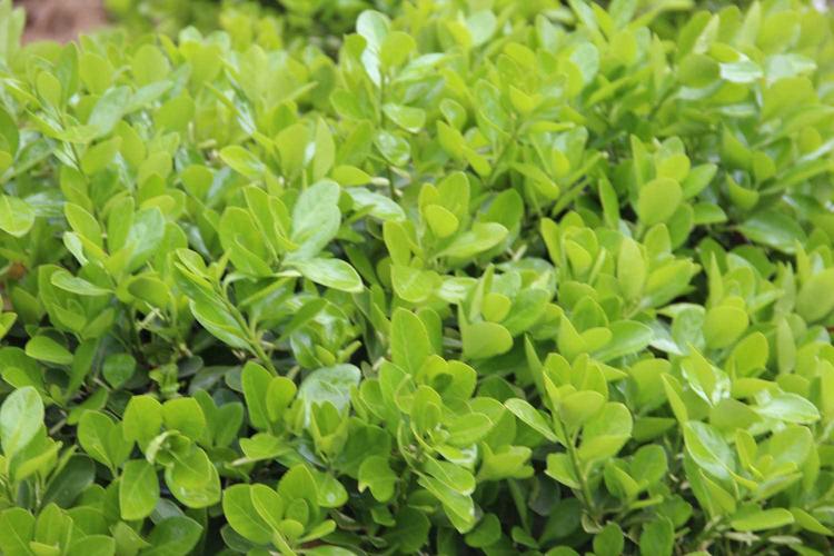 新栽黄杨绿植冬季如何保暖,黄杨怎么养护不生虫