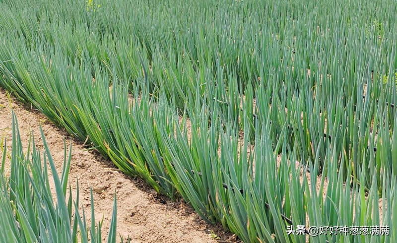 大葱种子怎么样,大葱种子和小葱种子的区别