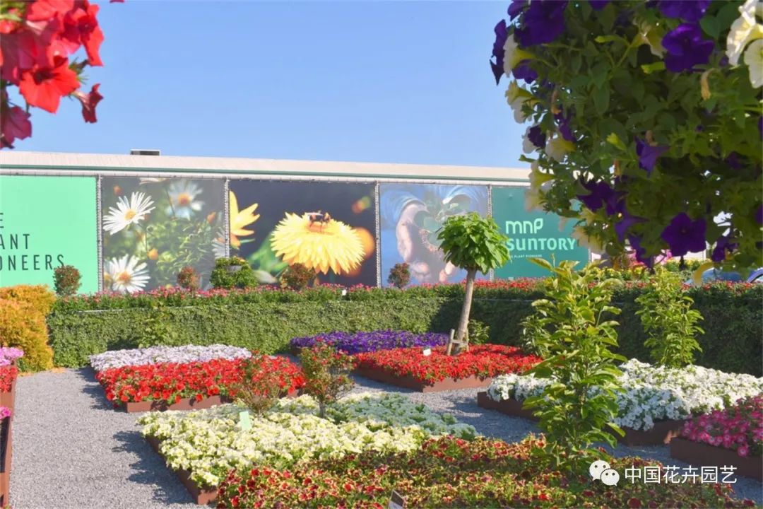 鑺卞崏鍝佺灞曠ず,鏂颁紭鑺卞崏鍝佺灞曠ず