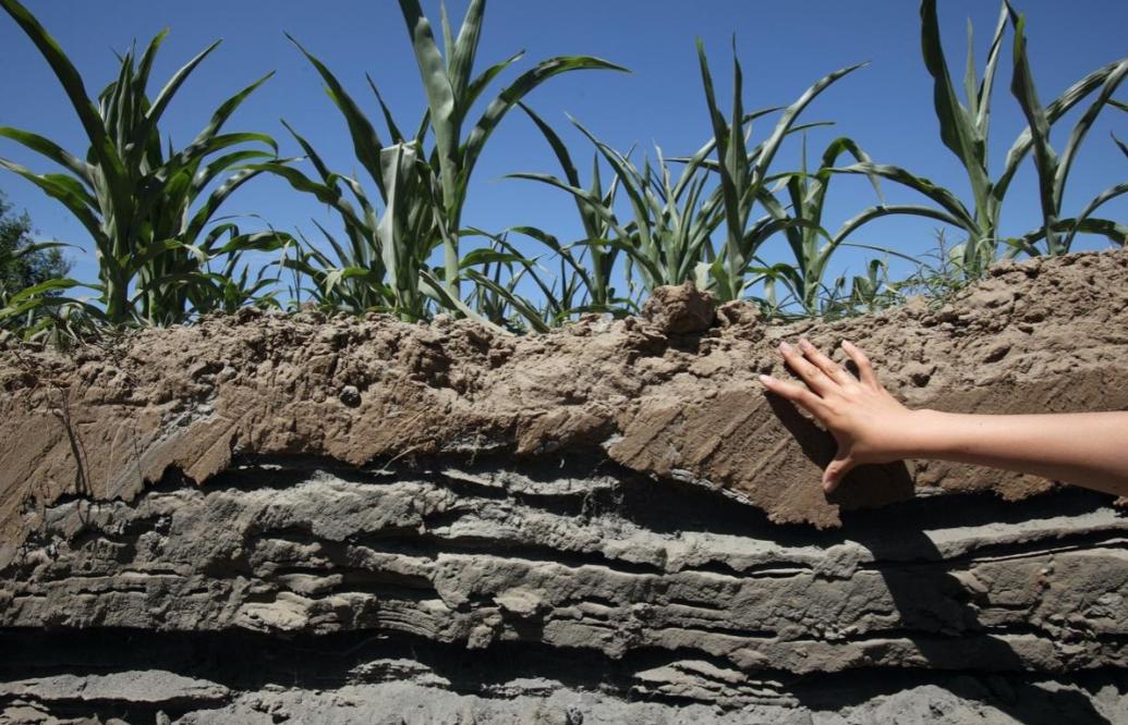 电蚯蚓为什么犯法,电蚯蚓月入过万